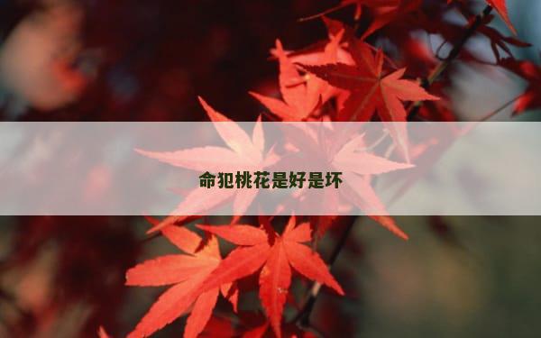 命犯桃花是好是坏
