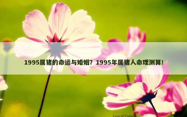1995属猪的命运与婚姻？1995年属猪人命理测算！