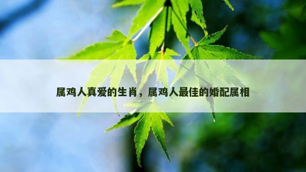 属鸡人真爱的生肖，属鸡人最佳的婚配属相