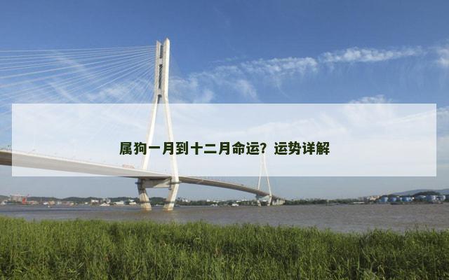 属狗一月到十二月命运？运势详解