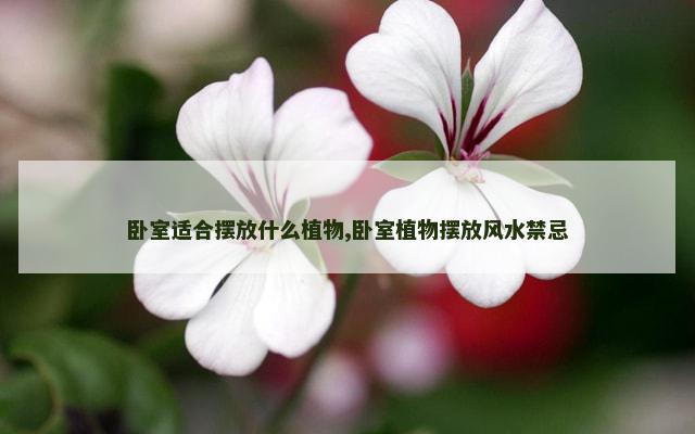卧室适合摆放什么植物,卧室植物摆放风水禁忌