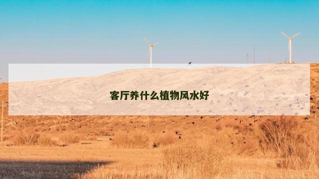 客厅养什么植物风水好
