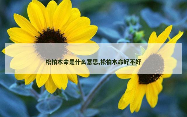 松柏木命是什么意思,松柏木命好不好