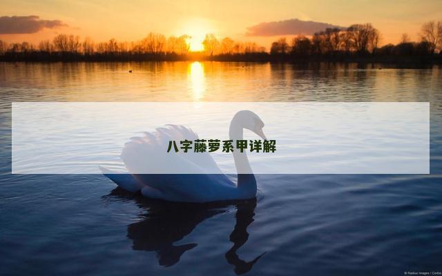 八字藤萝系甲详解