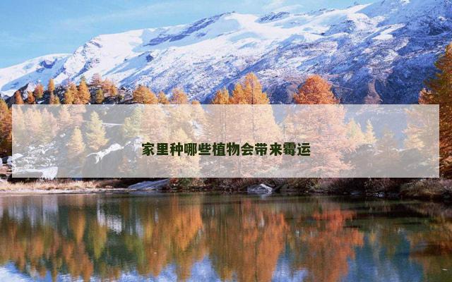 家里种哪些植物会带来霉运
