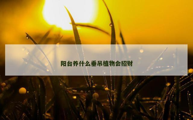 阳台养什么垂吊植物会招财