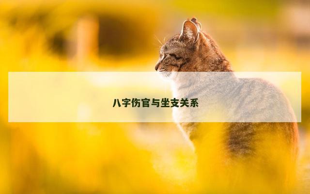 八字伤官与坐支关系