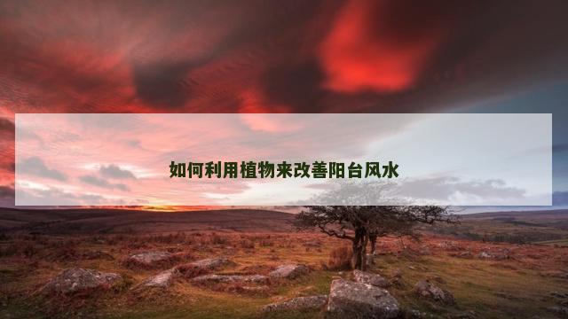 如何利用植物来改善阳台风水