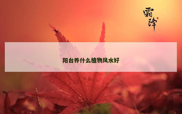阳台养什么植物风水好