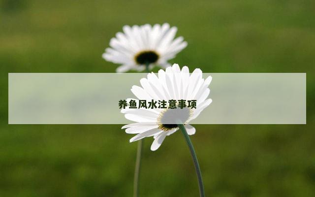 养鱼风水注意事项