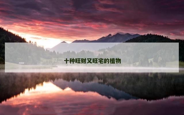 十种旺财又旺宅的植物