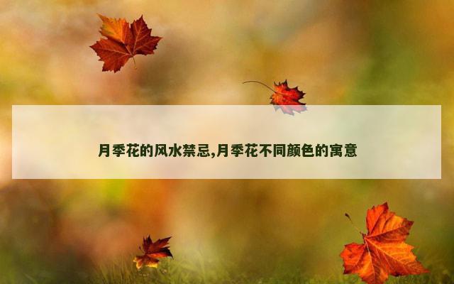 月季花的风水禁忌,月季花不同颜色的寓意