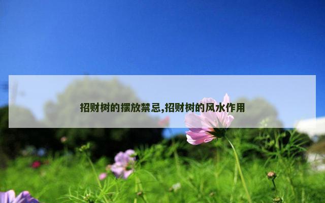 招财树的摆放禁忌,招财树的风水作用