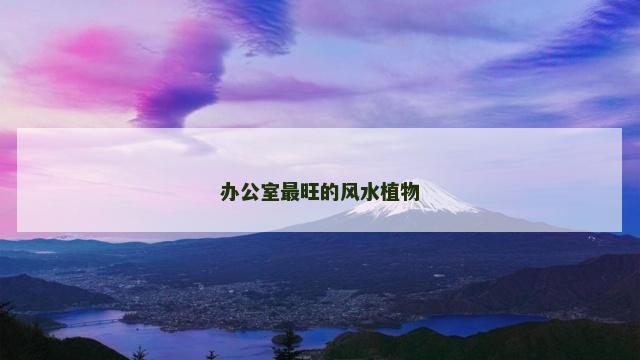 办公室最旺的风水植物