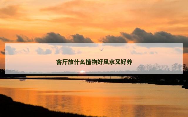 客厅放什么植物好风水又好养