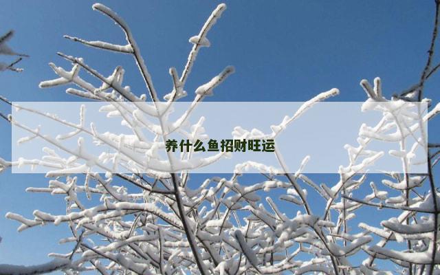 养什么鱼招财旺运