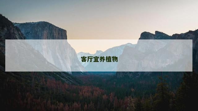 客厅宜养植物