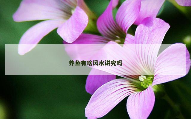 养鱼有啥风水讲究吗