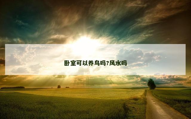 卧室可以养鸟吗?风水吗