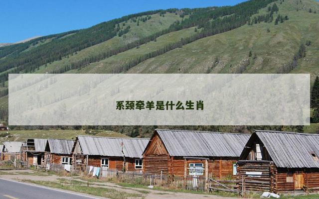 系颈牵羊是什么生肖