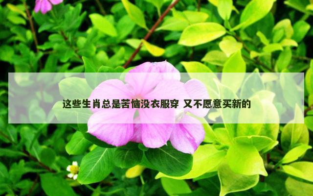 这些生肖总是苦恼没衣服穿 又不愿意买新的