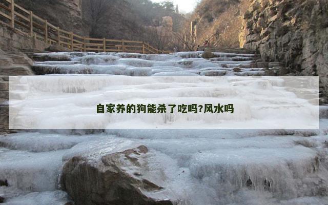 自家养的狗能杀了吃吗?风水吗