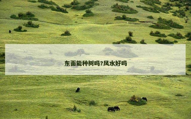 东面能种树吗?风水好吗