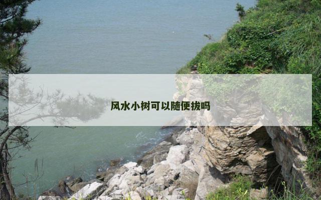 风水小树可以随便拔吗