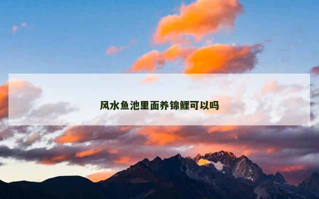 风水鱼池里面养锦鲤可以吗