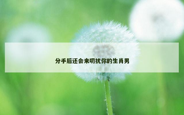 分手后还会来叨扰你的生肖男