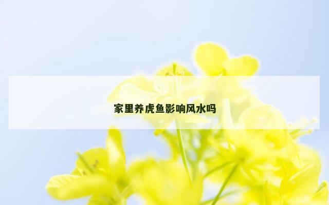 家里养虎鱼影响风水吗