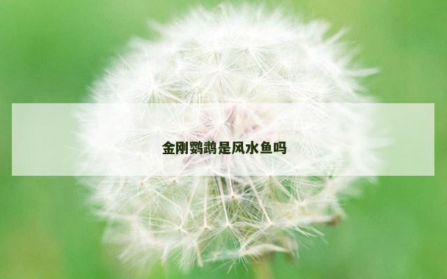 金刚鹦鹉是风水鱼吗