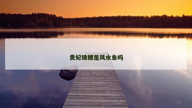 贵妃锦鲤是风水鱼吗