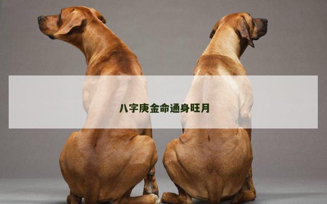 八字庚金命通身旺月
