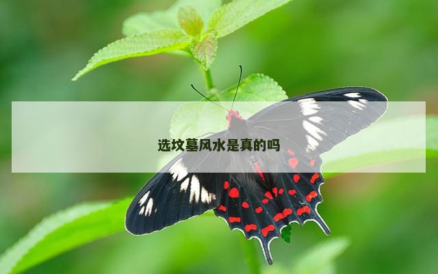 选坟墓风水是真的吗