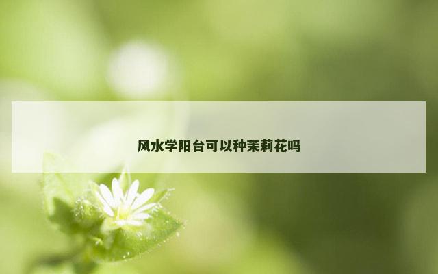 风水学阳台可以种茉莉花吗