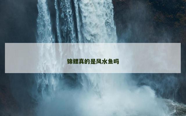 锦鲤真的是风水鱼吗