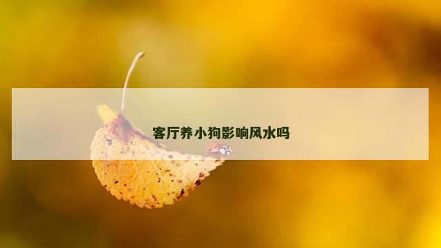 客厅养小狗影响风水吗