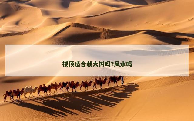 楼顶适合栽大树吗?风水吗