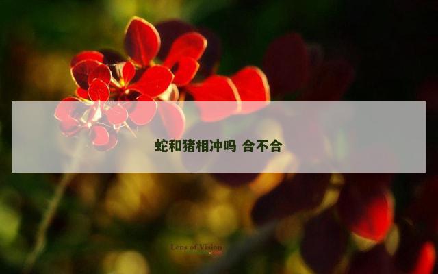 蛇和猪相冲吗 合不合