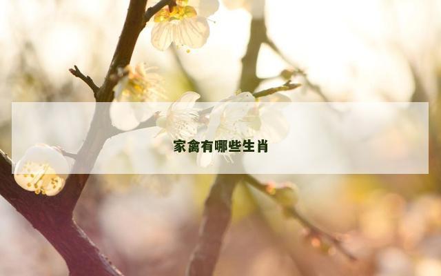 家禽有哪些生肖