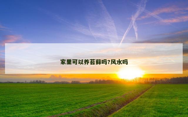 家里可以养苔藓吗?风水吗