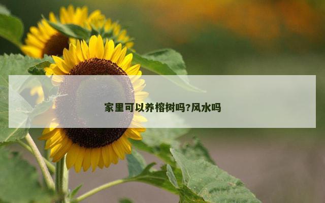 家里可以养榕树吗?风水吗