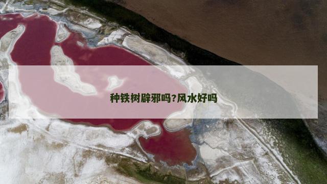 种铁树辟邪吗?风水好吗
