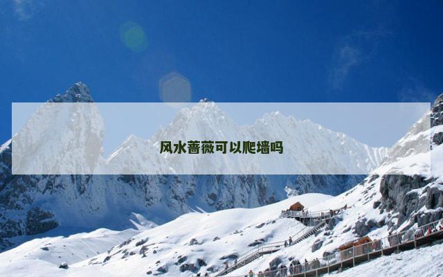 风水蔷薇可以爬墙吗