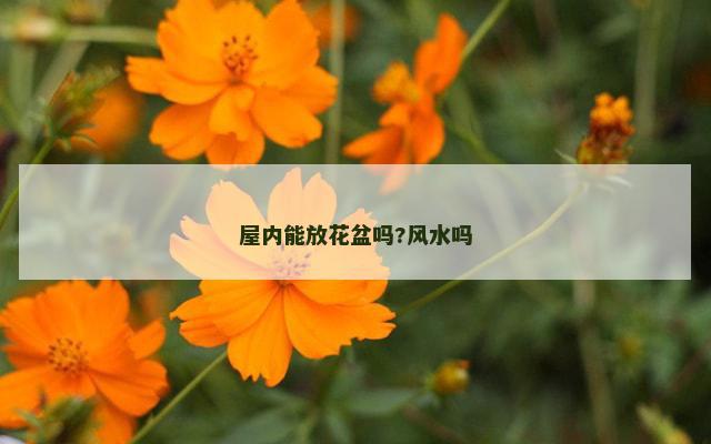 屋内能放花盆吗?风水吗