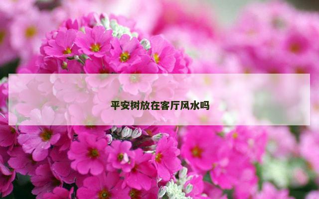 平安树放在客厅风水吗