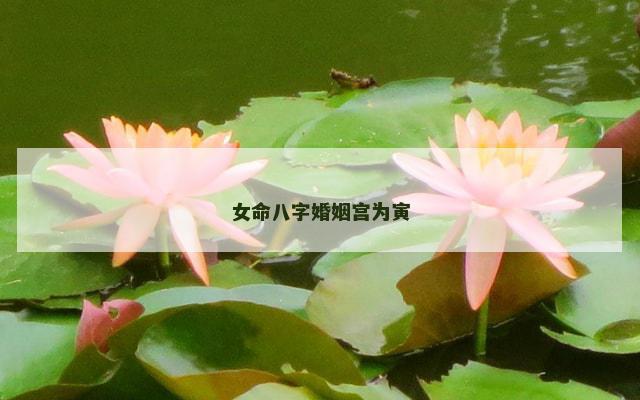 女命八字婚姻宫为寅