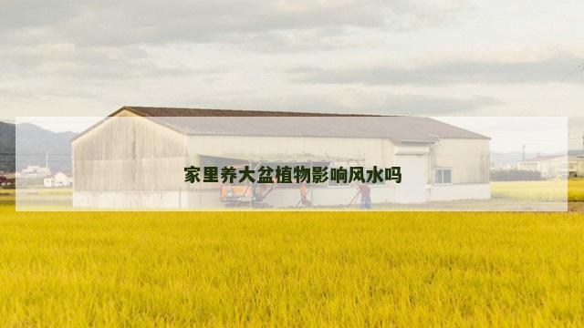 家里养大盆植物影响风水吗