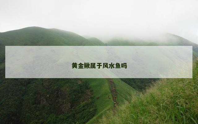 黄金鳅属于风水鱼吗